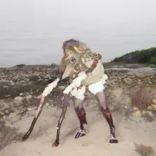 CD PIEBALD