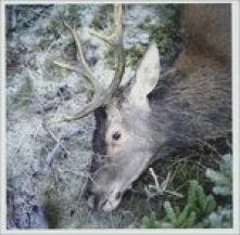 CD GIRLS IN HAWAII - PLAN YOUR ESCAPE