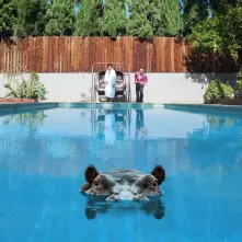 Vinyl HIPPOPOTAMUS
