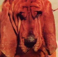 CD SEGALL, TY - GOODBYE BREAD