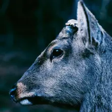 TOE, Vinyl THE BOOK ABOUT MY IDLE PLOT ON A VAGUE