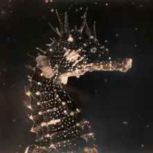 Vinyl TENDER ENDER - BLACK SWAN