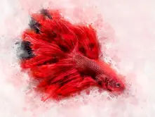 Bojovnica (Betta) thumbnail