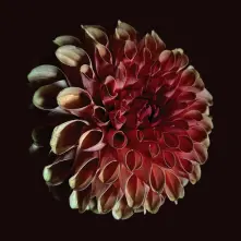 CD UNFOLDING