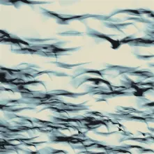 CD BELLBIRD - THE CALL