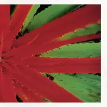 Vinyl JEJUNE - THIS AFTERNOON MALADY