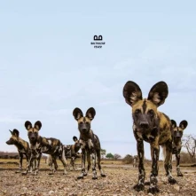 Vinyl BALTHAZAR - FEVER