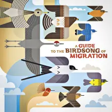 CD A GUIDE TO THE BIRDSONG OF MIGRATION