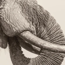 Vinyl WHITE ELEPHANT - WORLD ELEPHANT DAY