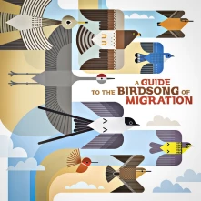 Vinyl A GUIDE TO THE BIRDSONG OF MIGRATION