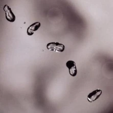 Peter Gabriel, CD UP