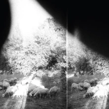 Godspeed You! Black Emperor, CD ASUNDER, SWEET & OTHER DISTRESS