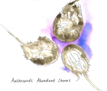 CD ANTHROPODS - ABUNDANT SHORES
