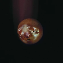 CD MOLE