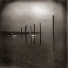 CD CONFERENCE OF THE BIRDS