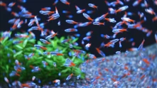 Neon FIsh (Neónky Foto) thumbnail