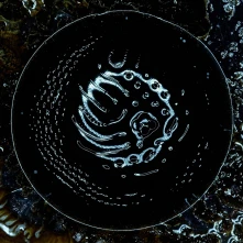 CD Stonus