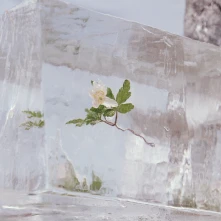 Vinyl WINDFLOWERS