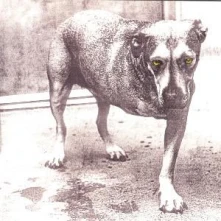 CD Alice In Chains