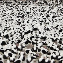 Vinyl FLOOD
