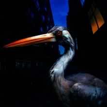 CD DECODING BIRDSONG
