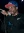 Curren$y & Harry Fraud