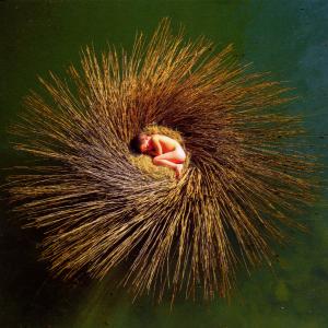 CD Peter Gabriel - OVO