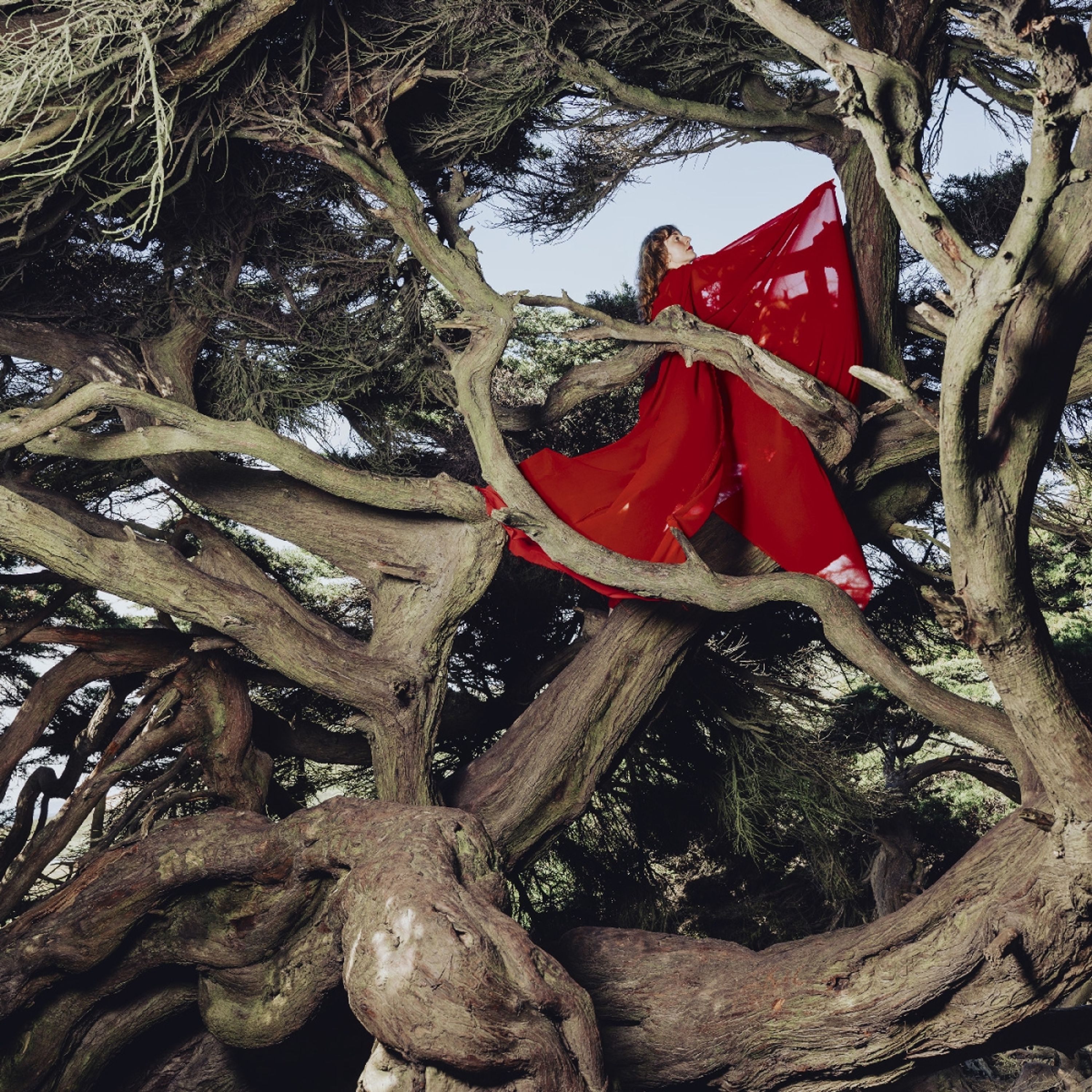 Vinyl Hannah Frances - NESTED IN TANGLES
