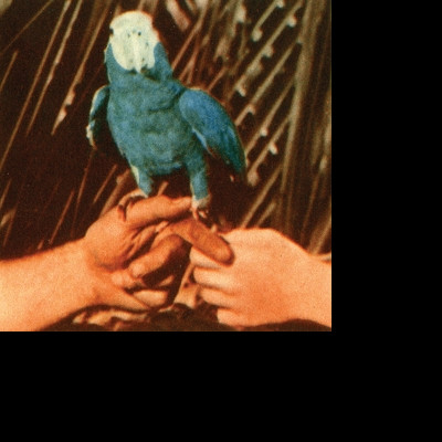 CD Andrew Bird - ARE YOU SERIOUS