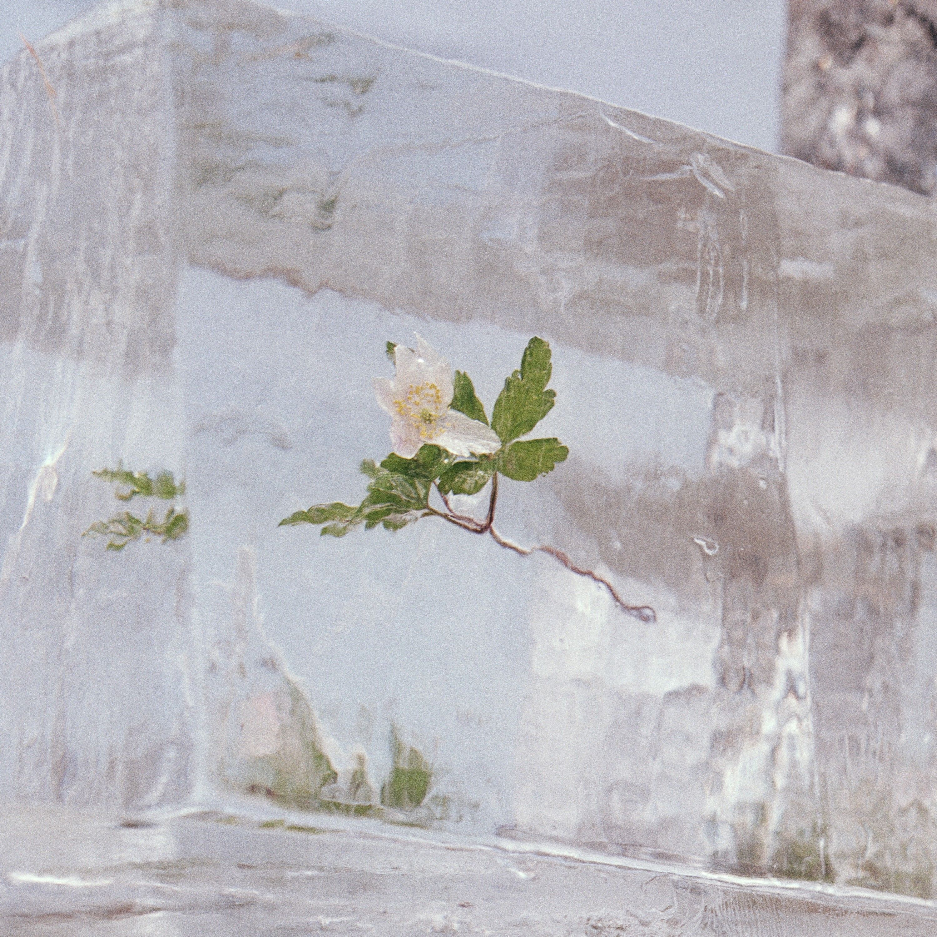 Vinyl Efterklang - WINDFLOWERS
