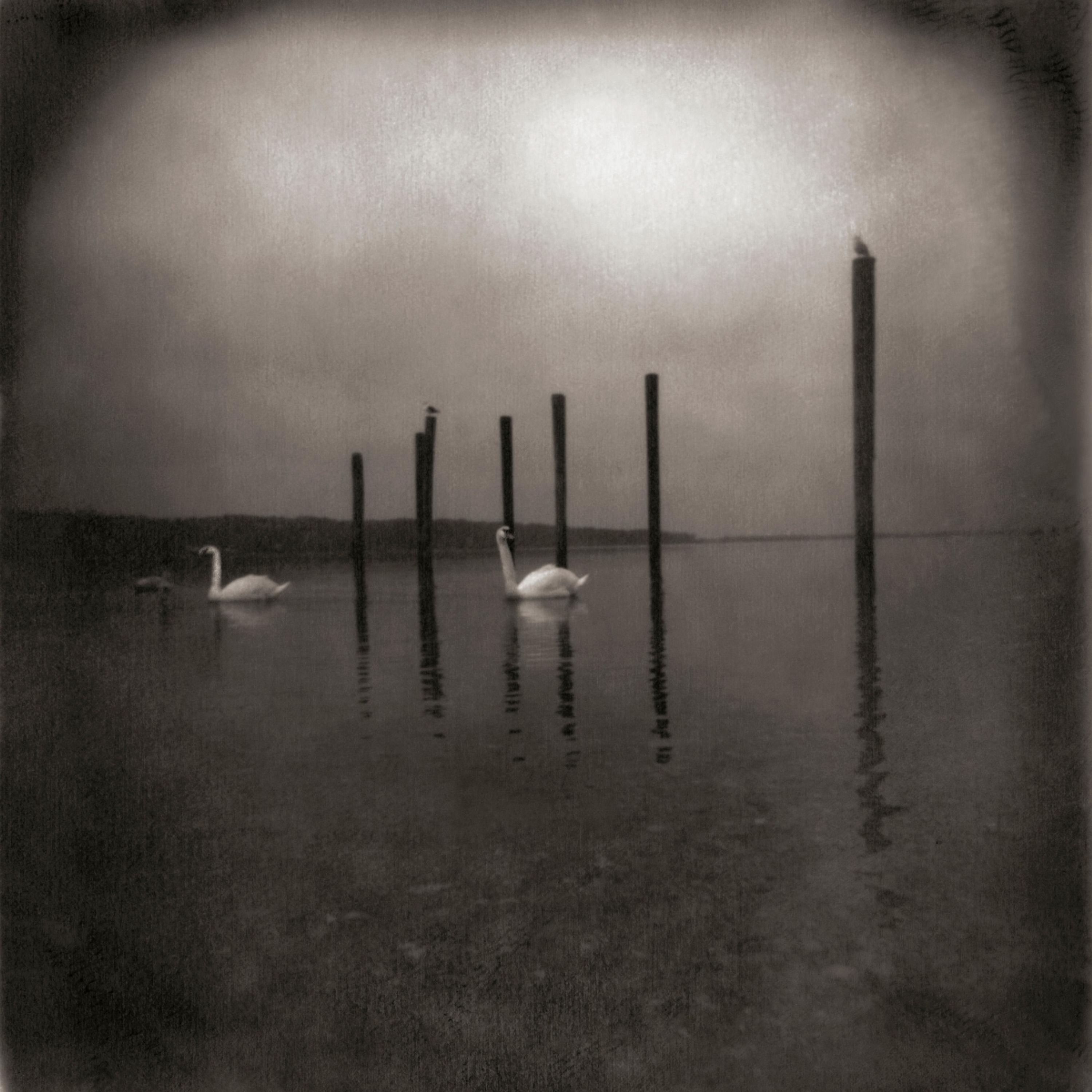 CD Om - CONFERENCE OF THE BIRDS