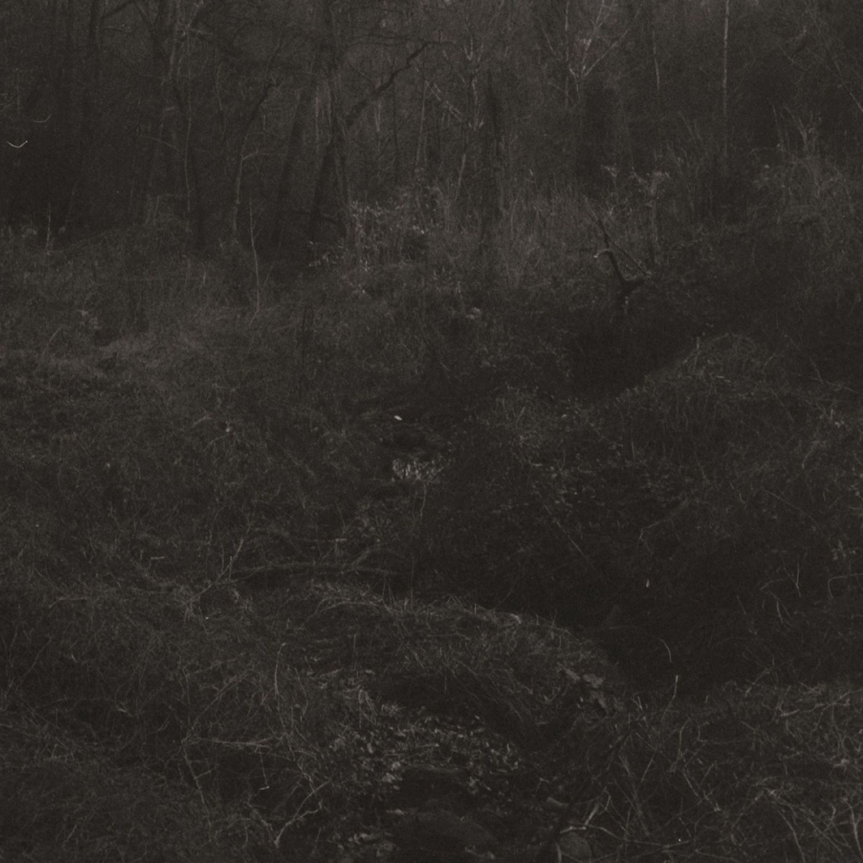 Vinyl - TRANSIENT