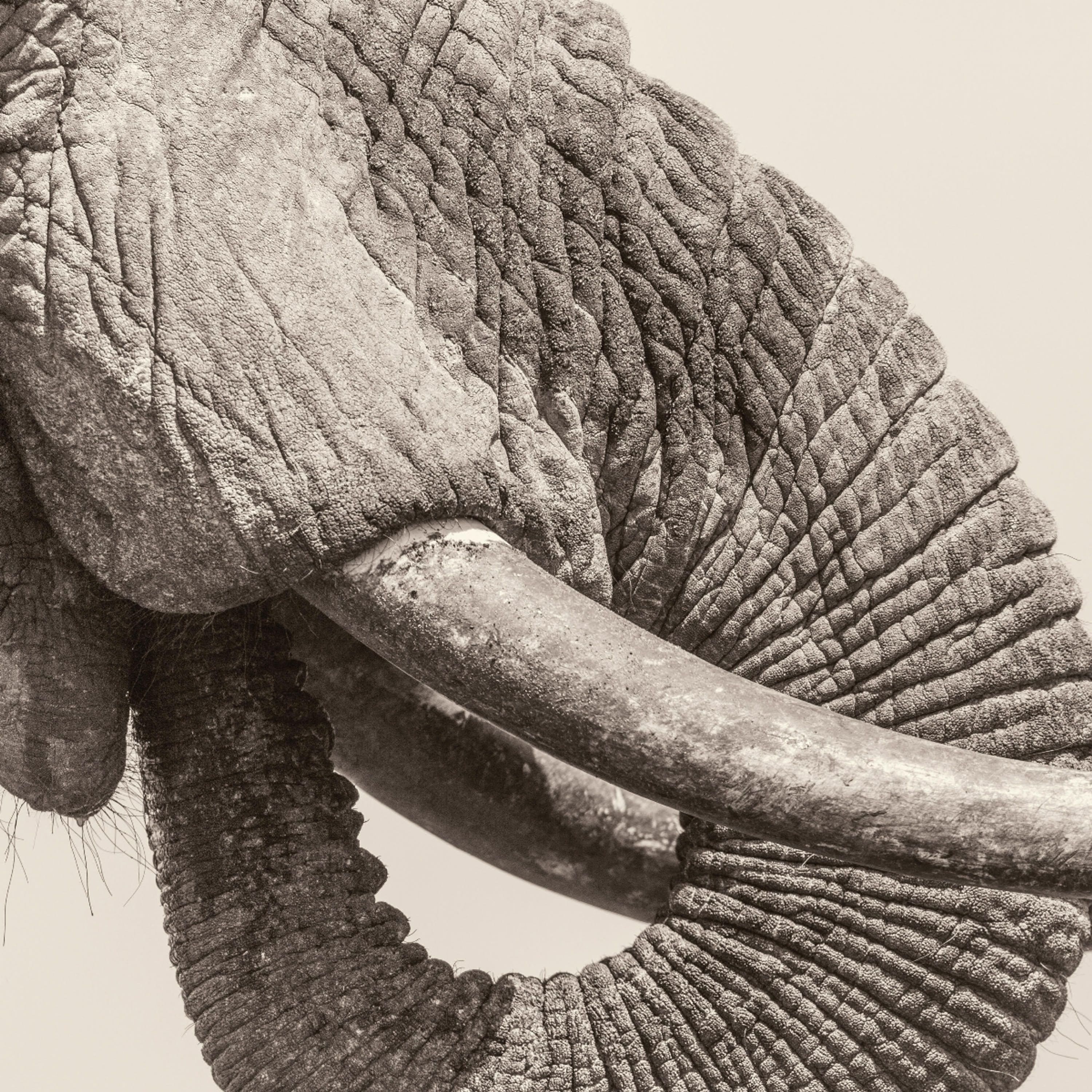 Vinyl - WHITE ELEPHANT - WORLD ELEPHANT DAY
