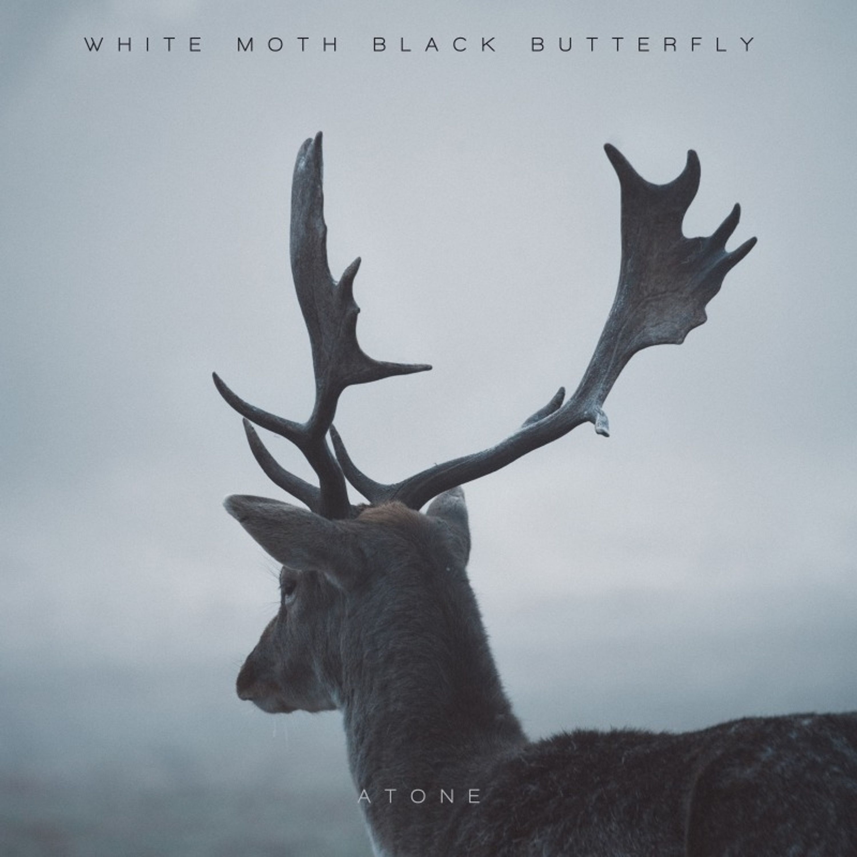 CD White Moth Black Butterfly - ATONE