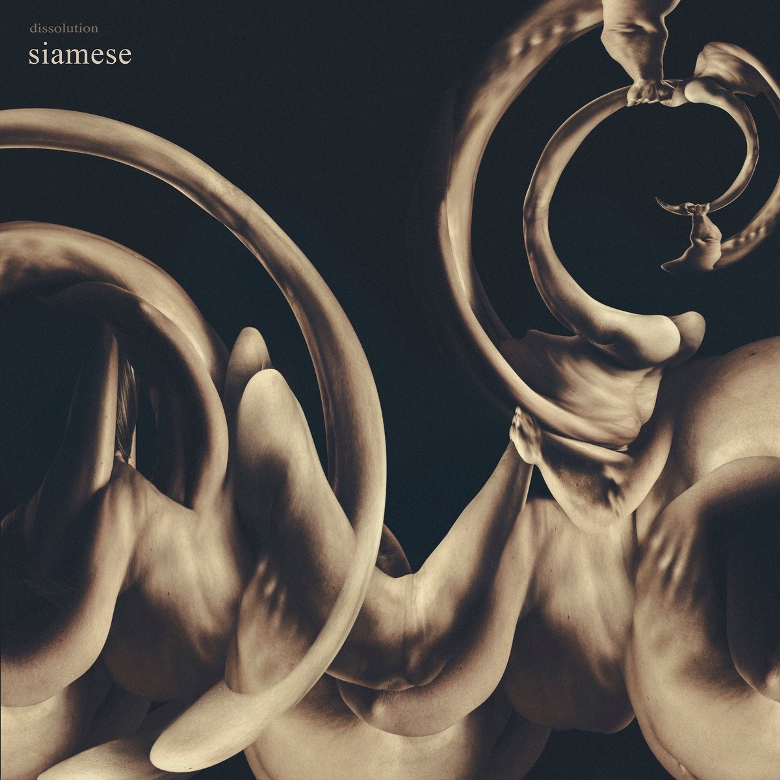 Vinyl Siamese - DISSOLUTION