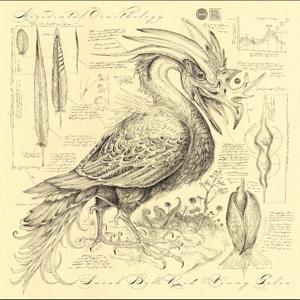 CD Sarah Belle Reid - ACCIDENTAL ORNITHOLOGY